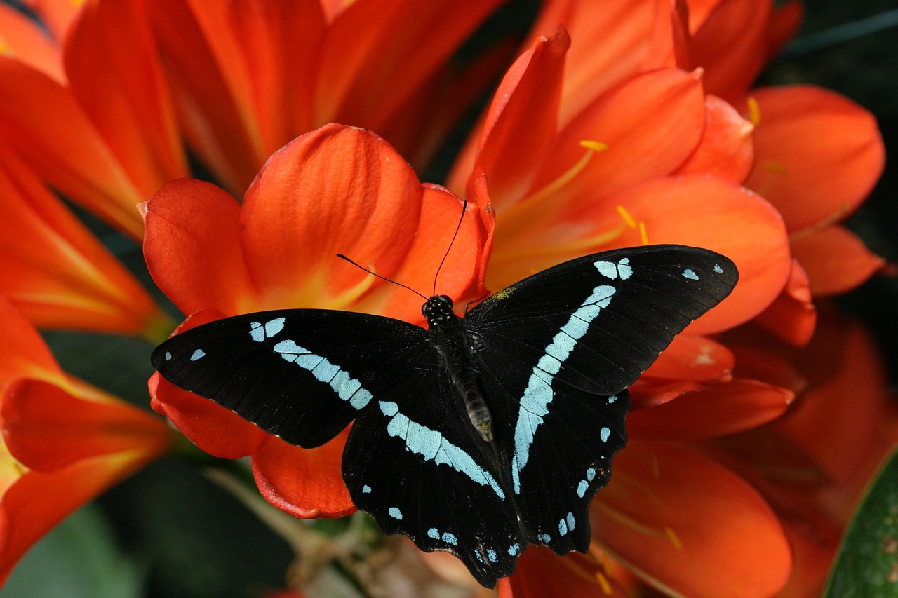 image of a black butterfly