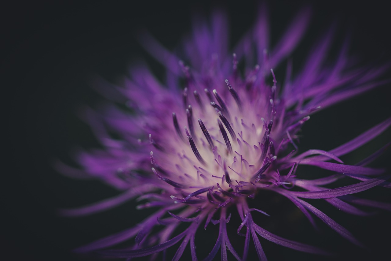 A close-up of a purple flower